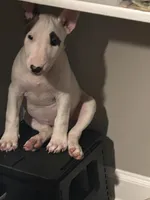Bella, a female Bull Terrier for sale in Auburn, KY – 3 of 8