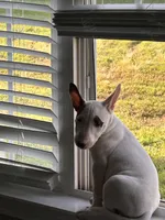 Bella, a female Bull Terrier for sale in Auburn, KY – 5 of 8