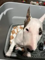 Bella, a female Bull Terrier for sale in Auburn, KY – 6 of 8