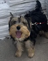 Rocky, a male Yorkshire Terrier for sale in Omaha, NE – Photo 3 of 3