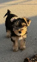 Rocky, a male Yorkshire Terrier for sale in Omaha, NE – Photo 1 of 3
