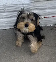 Rocky, a male Yorkshire Terrier for sale in Omaha, NE – Photo 2 of 3