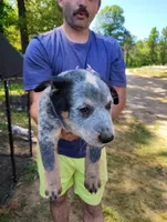 Lucky, a male Australian Cattle Dog and Australian Shepherd for sale in Centreville, AL – 2 of 3