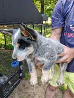 Guinness , a male Australian Cattle Dog and Australian Shepherd for sale in Centreville, AL – 3 of 3