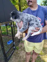 Emerald , a male Australian Cattle Dog and Australian Shepherd for sale in Centreville, AL – 3 of 3