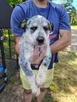 Emerald , a male Australian Cattle Dog and Australian Shepherd for sale in Centreville, AL – 2 of 3