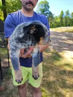 Lucky, a male Australian Cattle Dog and Australian Shepherd for sale in Centreville, AL – 3 of 3