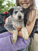 Bailey, a female Australian Cattle Dog and Australian Shepherd for sale in Centreville, AL – 1 of 1