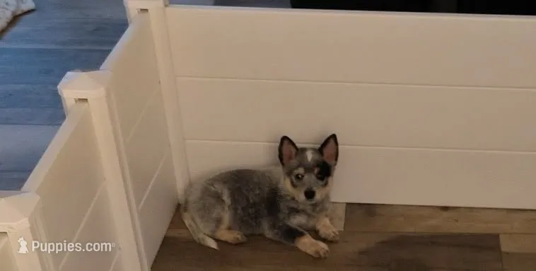 Guinness  – Australian Cattle Dog, Australian Shepherd puppy for sale in Centreville, AL
