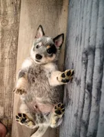 Guinness , a male Australian Cattle Dog and Australian Shepherd for sale in Centreville, AL – 2 of 3