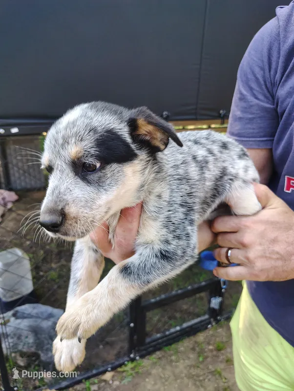 Emerald  – Australian Cattle Dog, Australian Shepherd puppy for sale in Centreville, AL