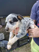 Emerald , a male Australian Cattle Dog and Australian Shepherd for sale in Centreville, AL – 1 of 3