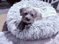 Bella, a female Miniature Schnauzer for sale in Dumfries, VA – 8 of 10