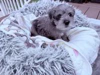 Buddy, a male Miniature Schnauzer for sale in Dumfries, VA – 6 of 7