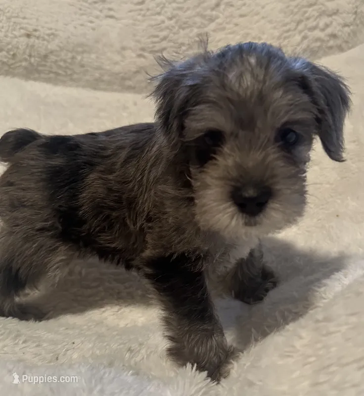 Buddy – Miniature Schnauzer puppy for sale in Dumfries, VA