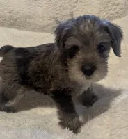 Buddy, a male Miniature Schnauzer for sale in Dumfries, VA – 1 of 7