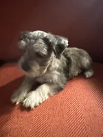 Princess, a female Miniature Schnauzer for sale in Dumfries, VA – 2 of 8