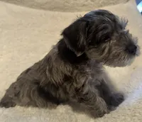 Rascal, a male Miniature Schnauzer for sale in Dumfries, VA – 4 of 8