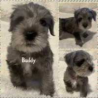 Buddy, a male Miniature Schnauzer for sale in Dumfries, VA – 2 of 7