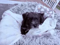 Sir Alfred, a male Miniature Schnauzer for sale in Dumfries, VA – 6 of 9