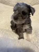 Princess, a female Miniature Schnauzer for sale in Dumfries, VA – 3 of 8