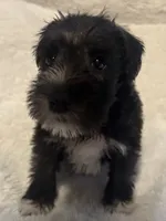 Sir Alfred, a male Miniature Schnauzer for sale in Dumfries, VA – 3 of 9