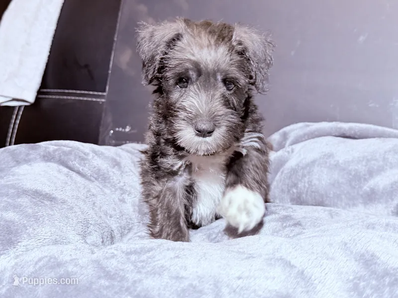 Sir Alfred – Miniature Schnauzer puppy for sale in Dumfries, VA