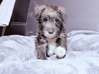 Sir Alfred, a male Miniature Schnauzer for sale in Dumfries, VA – 8 of 9