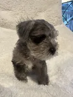 Buddy, a male Miniature Schnauzer for sale in Dumfries, VA – 3 of 7