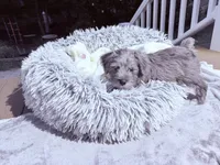 Bella, a female Miniature Schnauzer for sale in Dumfries, VA – 9 of 10