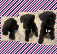 Bear, a male Miniature Schnauzer for sale in Dumfries, VA – 2 of 8
