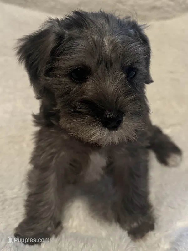 Bella – Miniature Schnauzer puppy for sale in Dumfries, VA