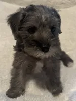 Bella, a female Miniature Schnauzer for sale in Dumfries, VA – 1 of 10