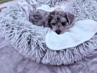 Rascal, a male Miniature Schnauzer for sale in Dumfries, VA – 7 of 8