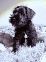 Bear, a male Miniature Schnauzer for sale in Dumfries, VA – 7 of 8