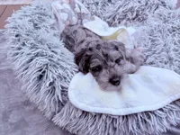 Rascal, a male Miniature Schnauzer for sale in Dumfries, VA – 6 of 8