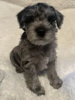 Rascal, a male Miniature Schnauzer for sale in Dumfries, VA – 5 of 8