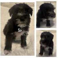 Sir Alfred, a male Miniature Schnauzer for sale in Dumfries, VA – 5 of 9