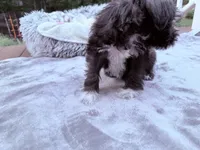 Sir Alfred, a male Miniature Schnauzer for sale in Dumfries, VA – 7 of 9