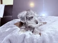 Buddy, a male Miniature Schnauzer for sale in Dumfries, VA – 4 of 7