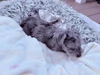 Princess, a female Miniature Schnauzer for sale in Dumfries, VA – 5 of 8