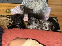 Bella, a female Miniature Schnauzer for sale in Dumfries, VA – 4 of 10