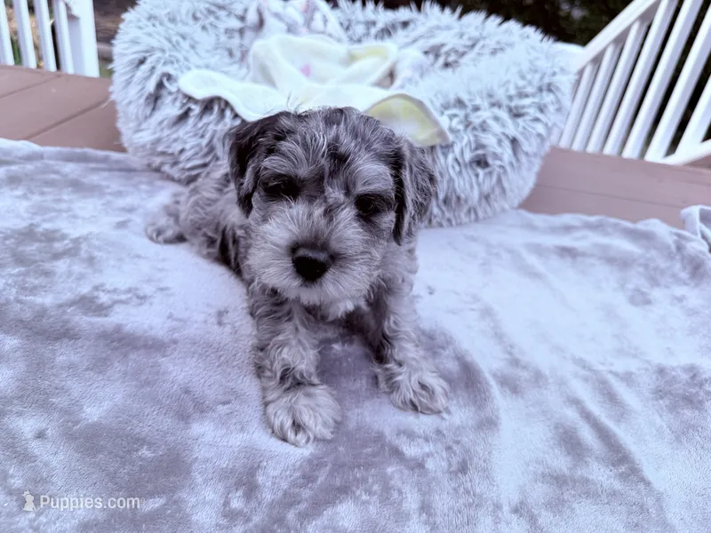Rascal – Miniature Schnauzer puppy for sale in Dumfries, VA