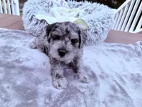 Rascal, a male Miniature Schnauzer for sale in Dumfries, VA – 1 of 8