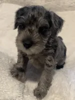 Rascal, a male Miniature Schnauzer for sale in Dumfries, VA – 3 of 8