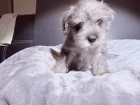 Buddy, a male Miniature Schnauzer for sale in Dumfries, VA – 5 of 7