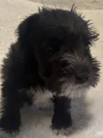 Sir Alfred, a male Miniature Schnauzer for sale in Dumfries, VA – 2 of 9