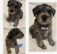 Rascal, a male Miniature Schnauzer for sale in Dumfries, VA – 2 of 8