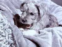 Princess, a female Miniature Schnauzer for sale in Dumfries, VA – 7 of 8