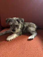 Princess, a female Miniature Schnauzer for sale in Dumfries, VA – 6 of 8
